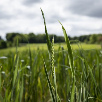 Un épis de blé vert dans un champ Breton