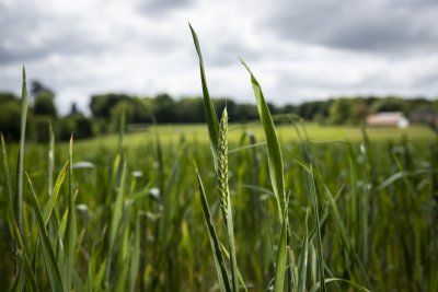 Un épis de blé vert dans un champ Breton