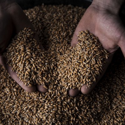 Des mains qui portent des grains de blés bio bretons