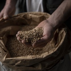 Grans de céréales pour la fabrication des pains bio Canevet